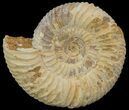Perisphinctes Ammonite - Jurassic #68160-1
